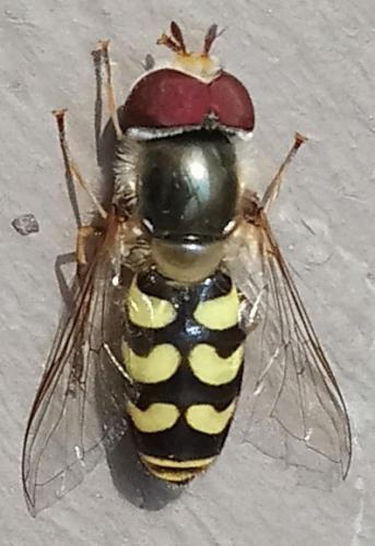 Scaeva dignota
